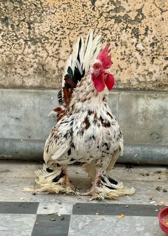 Milli Flower Fancy Hen Milli Fleur Breeder Pair 2
