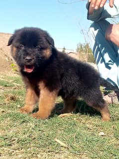 German shepherd long cout mail 2 mahnt for sale active and healthy