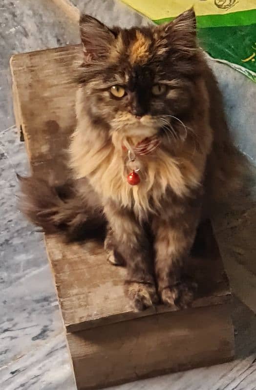 persian Cats | Persian Kittens | Triple Coated | Cat For Sale 0