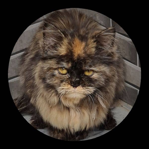 persian Cats | Persian Kittens | Triple Coated | Cat For Sale 1