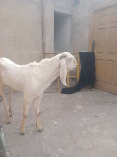 for