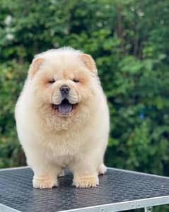 chow