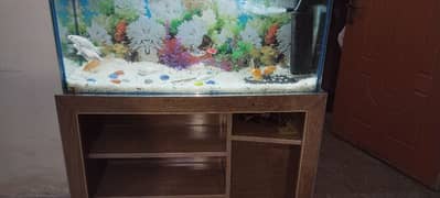 Fish Aquarium for Sale containing 8_11 fish
