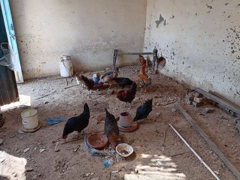 10 Large Size Egg laying Hens with 1 Rooster 0