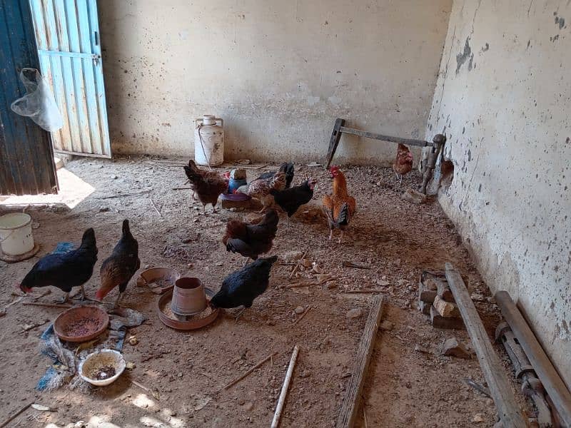 10 Large Size Egg laying Hens with 1 Rooster 1