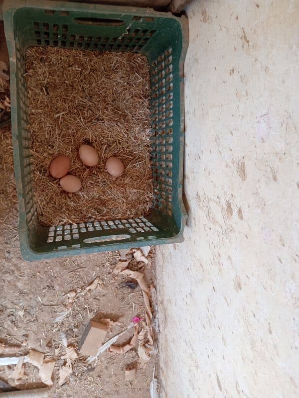 10 Large Size Egg laying Hens with 1 Rooster 2