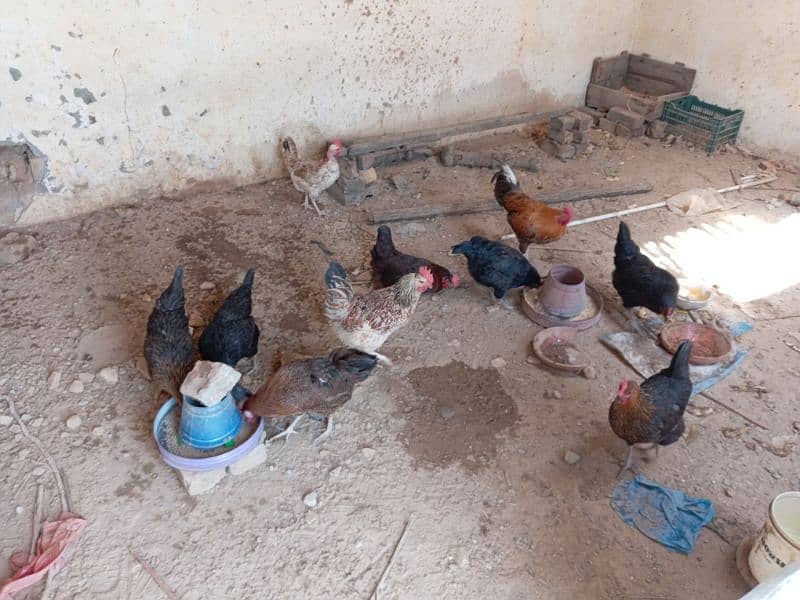 10 Large Size Egg laying Hens with 1 Rooster 3