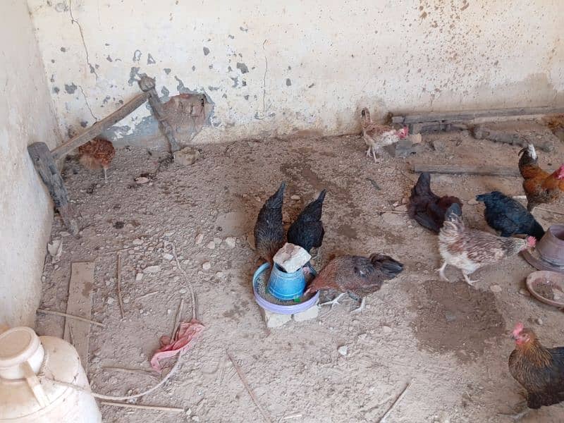 10 Large Size Egg laying Hens with 1 Rooster 4