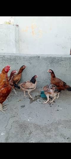 Turkish