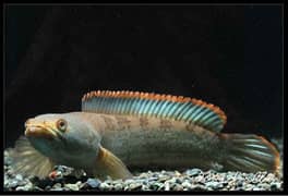 Fishes Mix Variety
