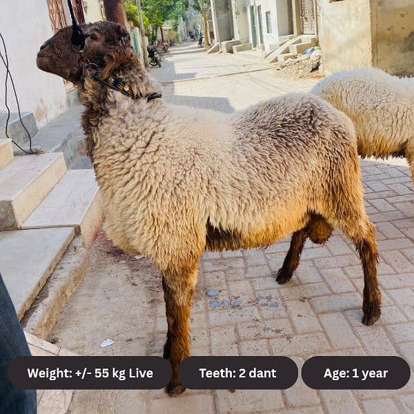 2 dant Dumba for Sale 0