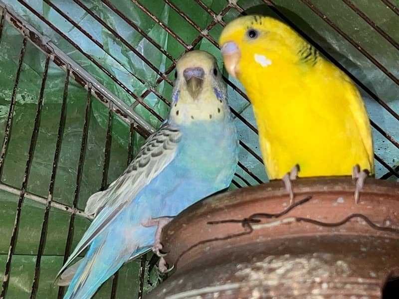 3 Australian Parrots for sale 0