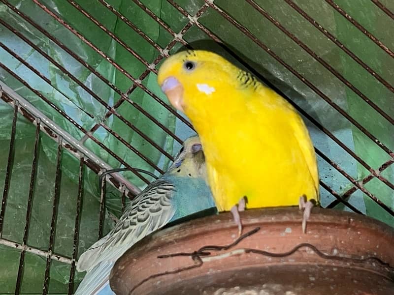 3 Australian Parrots for sale 1