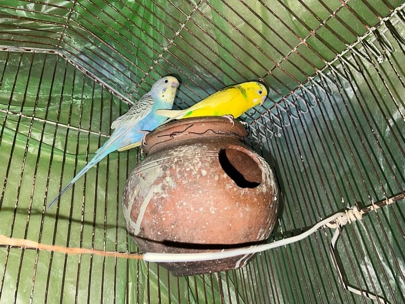 3 Australian Parrots for sale 2