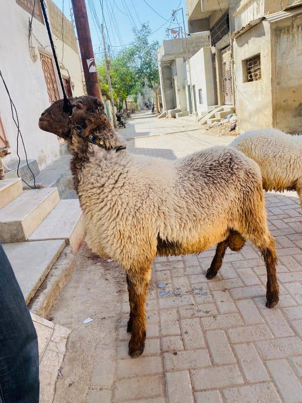 2 dant Dumba for Sale 1