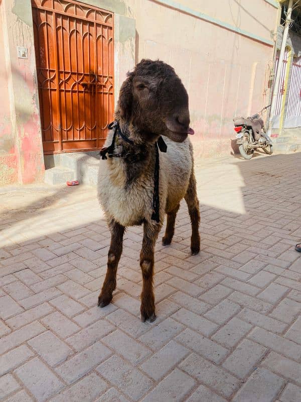 2 dant Dumba for Sale 2