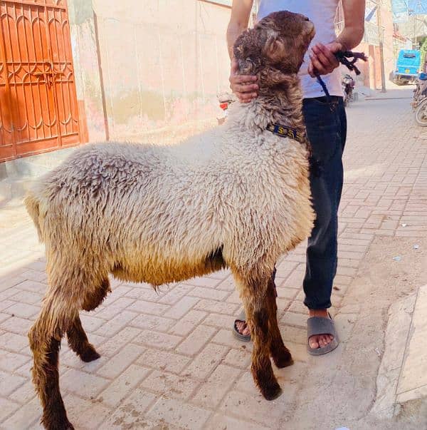 2 dant Dumba for Sale 3