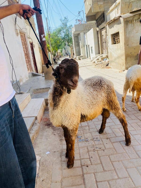 2 dant Dumba for Sale 4