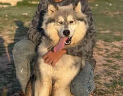 Wooly coat Siberian Husky Pedigree Male Imported Bloodline