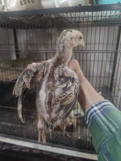 1 male and 2 female are available