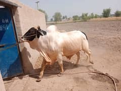 bachra