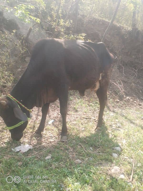jercy siwal cow 1