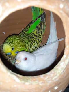 Very beautiful pair breeder pair and adult pair Female white red eyes