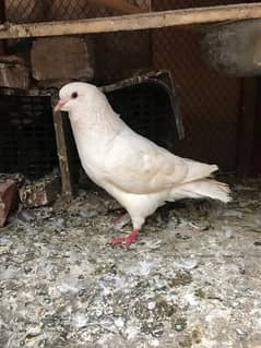 king Kabuta Male Exchange With Female possible