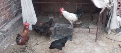 hens