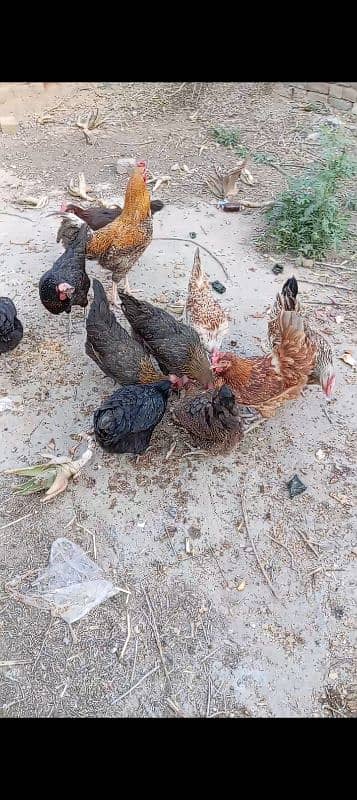 10 Large Size Egg laying Hens with 1 Rooster 7