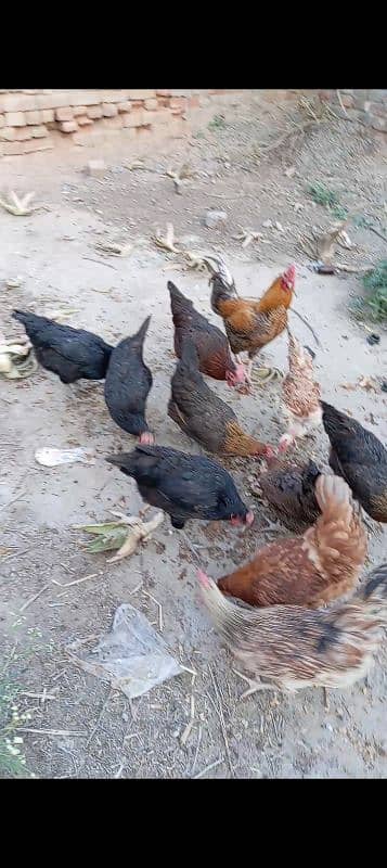 10 Large Size Egg laying Hens with 1 Rooster 8