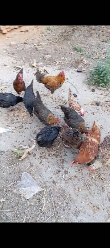 10 Large Size Egg laying Hens with 1 Rooster 10