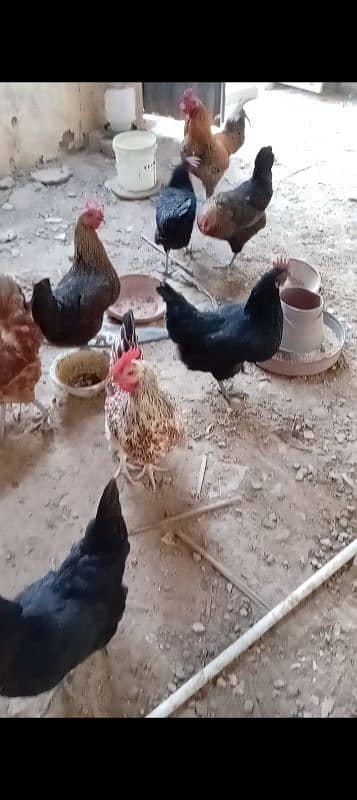 10 Large Size Egg laying Hens with 1 Rooster 11