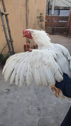 Aseel | Shamo Aseel |Heera Aseel | Aseel lakha | Aseel Chicks For Sale