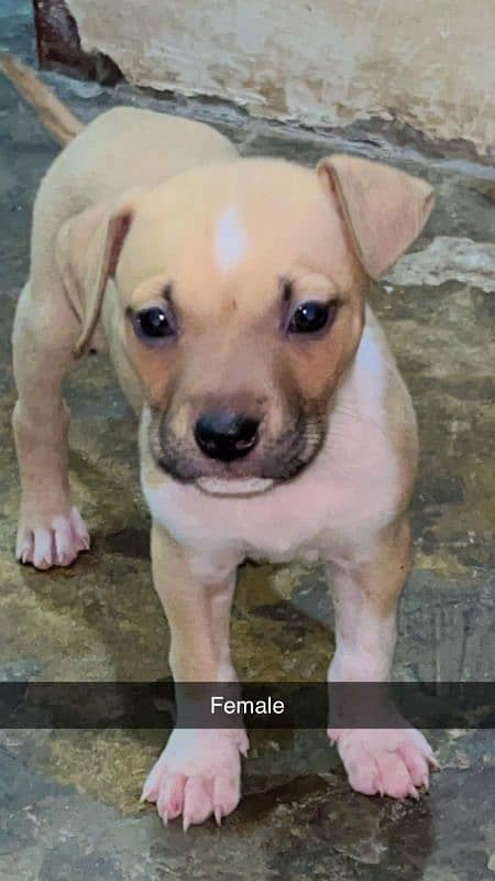 pitbull puppies 3