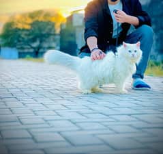 male cat