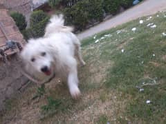 Dog Shero,Milo