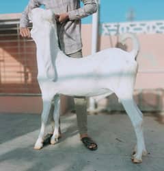 gulabi bary. bakry   ghr. k paly howe