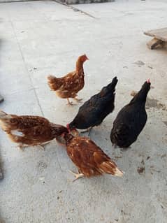 5 Lohmann Hens