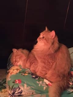 persian males for sale