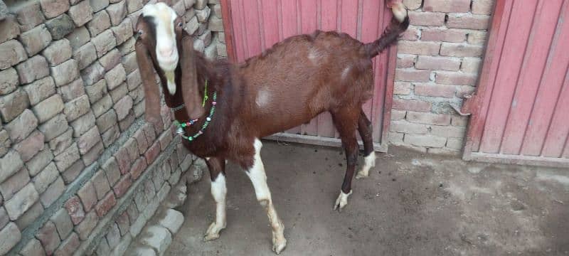 Ablak Bakra       03096360403 0