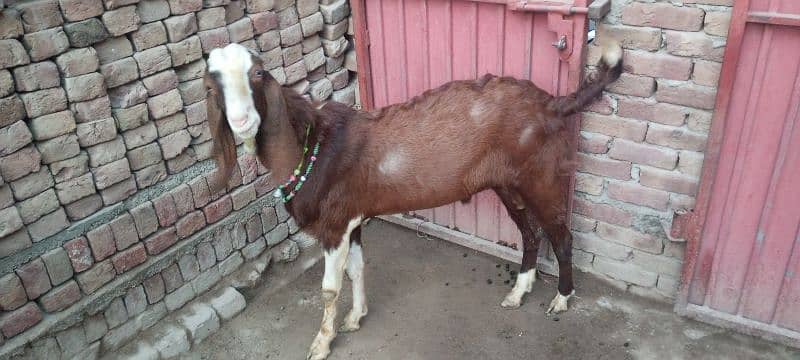 Ablak Bakra       03096360403 1