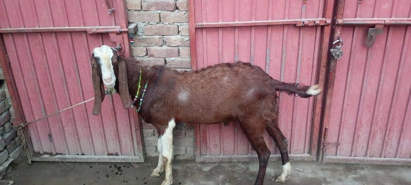 Ablak Bakra       03096360403 2