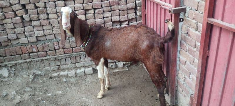Ablak Bakra       03096360403 3