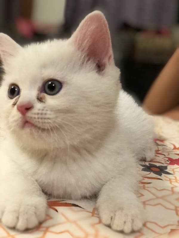 Persian cat 0