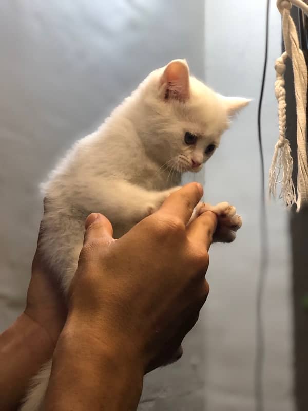 Persian cat 1