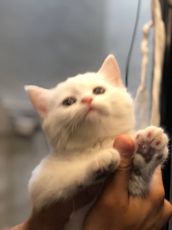 Persian cat 2
