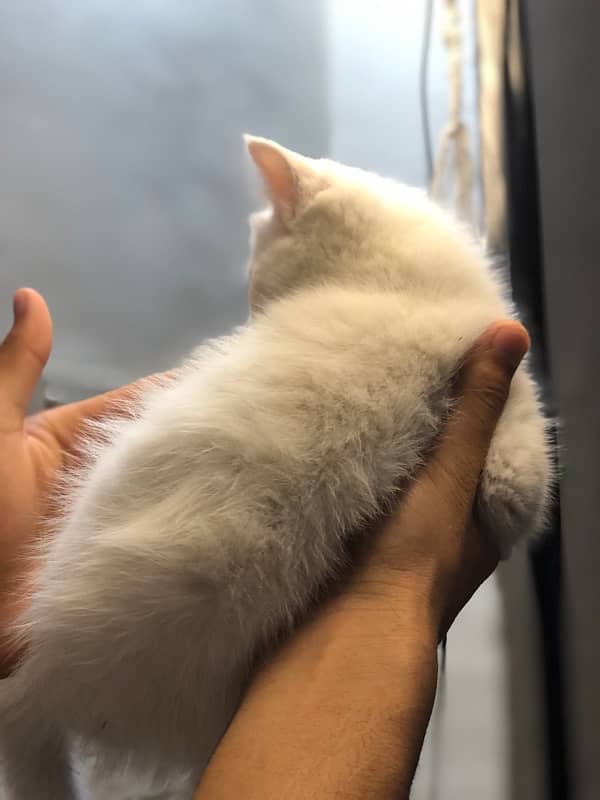 Persian cat 3