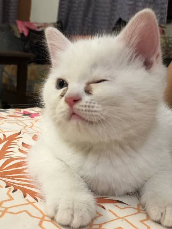 Persian cat 4
