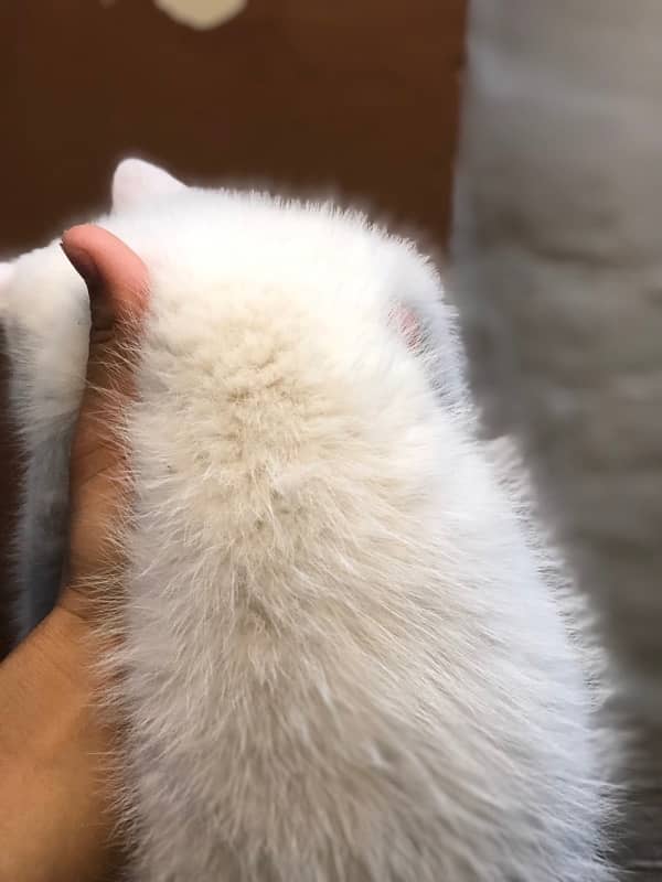 Persian cat 5